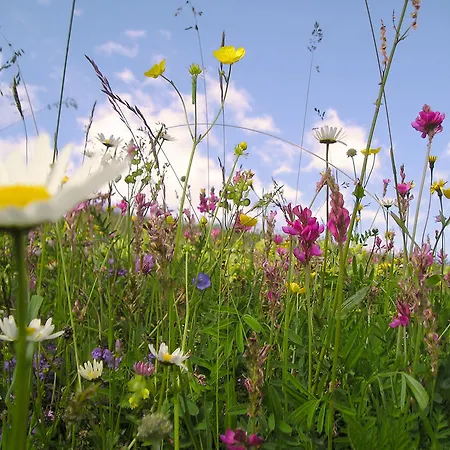 Arche De Noe Verbier
