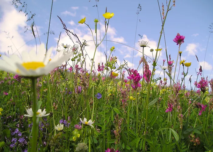 Arche De Noé Verbier